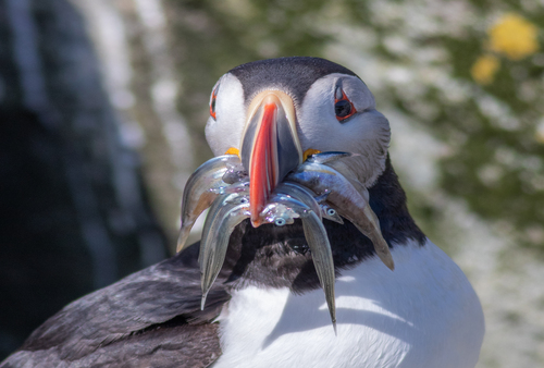 Puffin Feeding